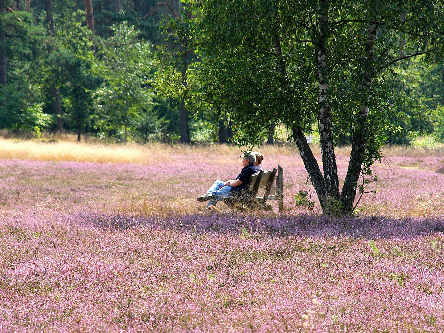 Meeresklima-Wohlfühl-Auszeit in der Lüneburger Heide- 3 Tage