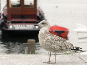 Aktionsangebot Weihnachten - Nordsee - Special - Entspannung im Wellnesszirkel mit Massageerlebnis