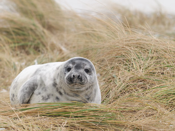 Weltnaturerbe Wattenmeer - Erholung in Büsum | 4 Tage