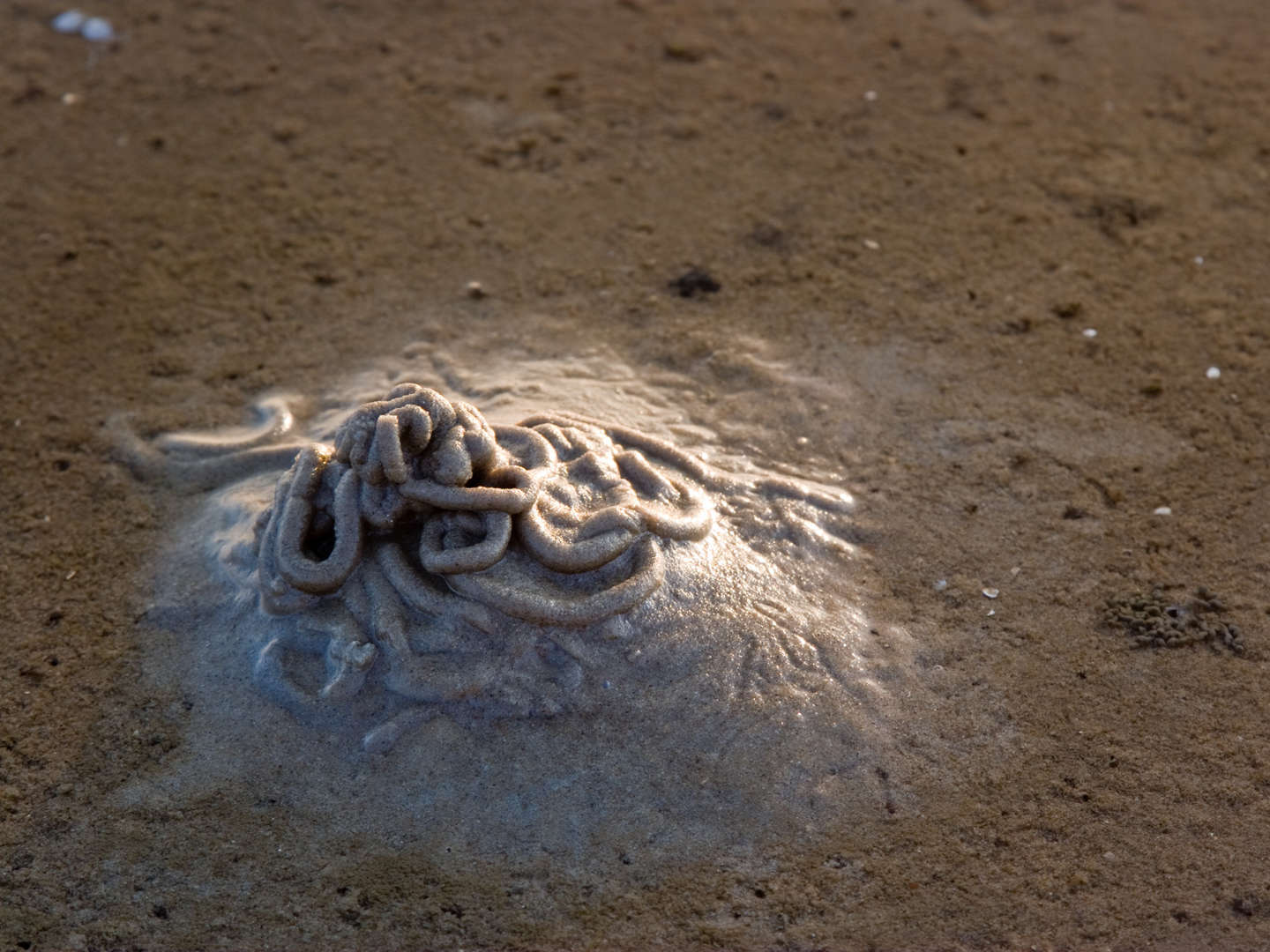 Weltnaturerbe Wattenmeer - Erholung in Büsum | 4 Tage