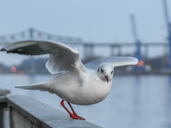 3 Tage Radfahren am Nord-Ostsee-Kanal 