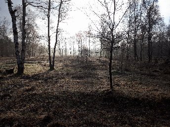 Jahreswechsel am Rande der Lüneburger Heide inkl. Silvesterparty & Halbpension