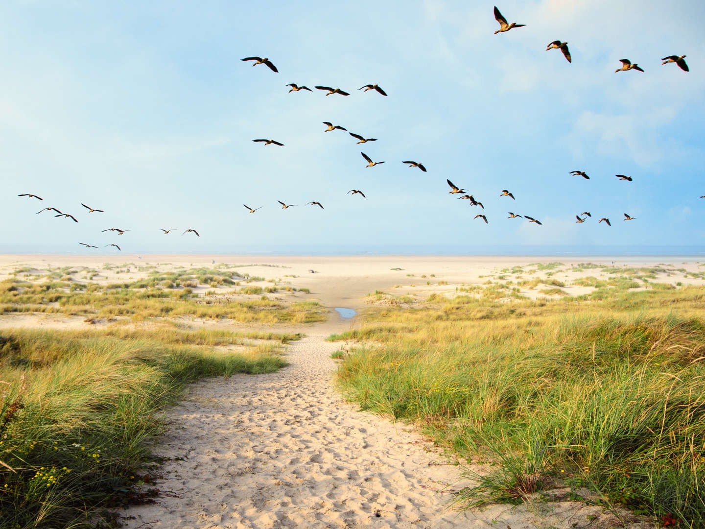 4 Erholungstage im Ferienappartement an der Nordsee inkl. Langeoog inkl. Halbpension