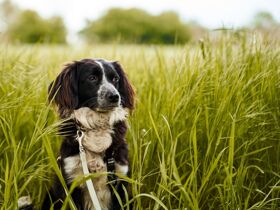 Kurzurlaub mit Hund in Hessen inkl. 3 Gang Menü | 4 Tage