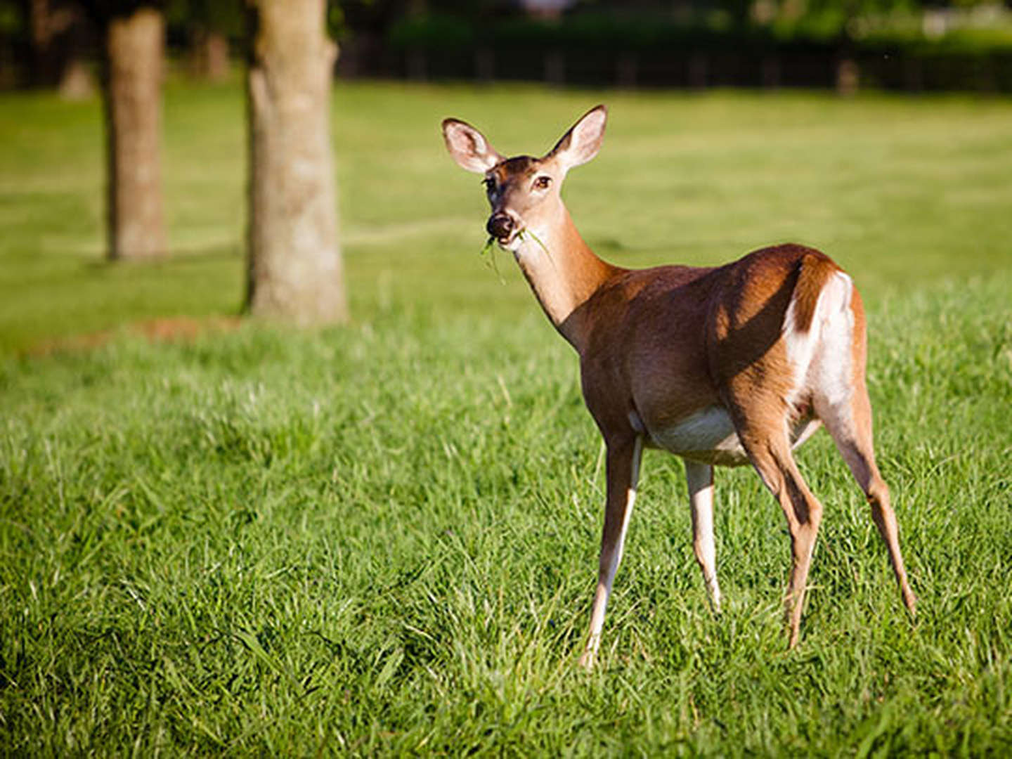 Erholungszeit in Güstrow - 5 Tage Natur erleben – Tiere zum anfassen