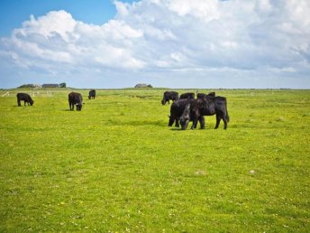 Ab ans Meer - Sensationeller Trip auf die Hallig Langeneß  