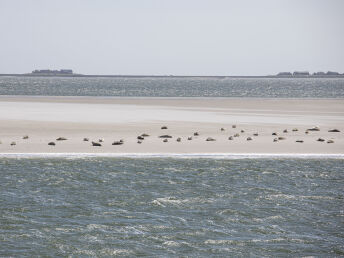 Ab ans Meer - Sensationeller Trip auf die Hallig Langeneß  
