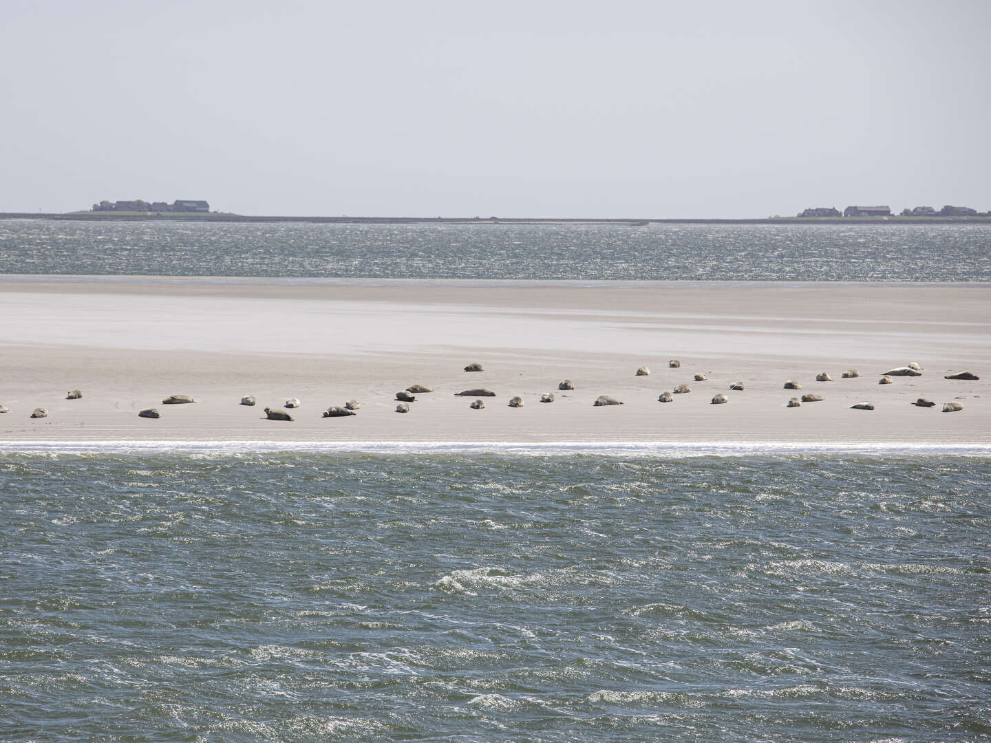Ab ans Meer - Sensationeller Trip auf die Hallig Langeneß  