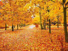 Goldener Herbst in Suhl