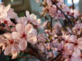 Das Erzgebirge entdecken  - 7 Tage mit traditionell erzgebirgischen Flair