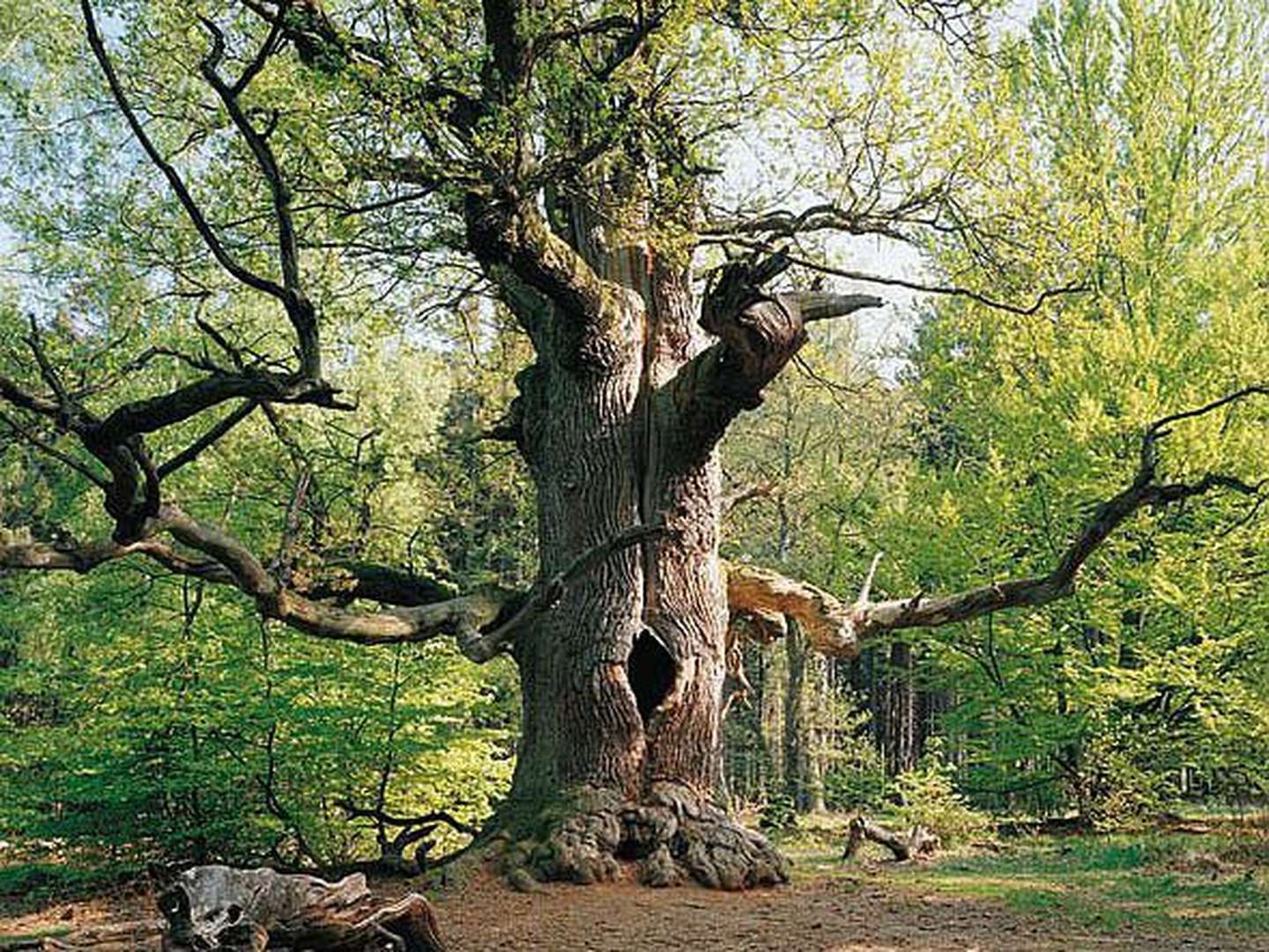 3 Tage Erlebnisurlaub im Hessischen Bergland inkl. Eintritt Tierpark Sababurg