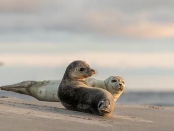 Geniessertage an der Nordsee im Kleinen Hans