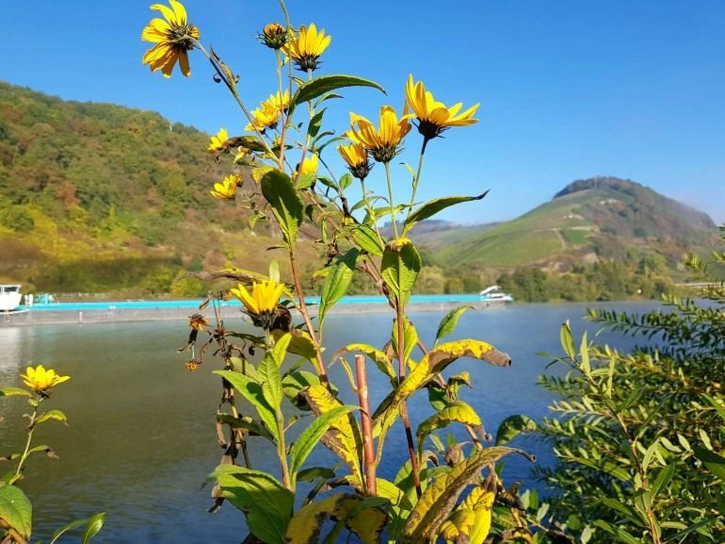 Deine Auszeit an der Mosel inkl. Abendessen & Lunchpaket