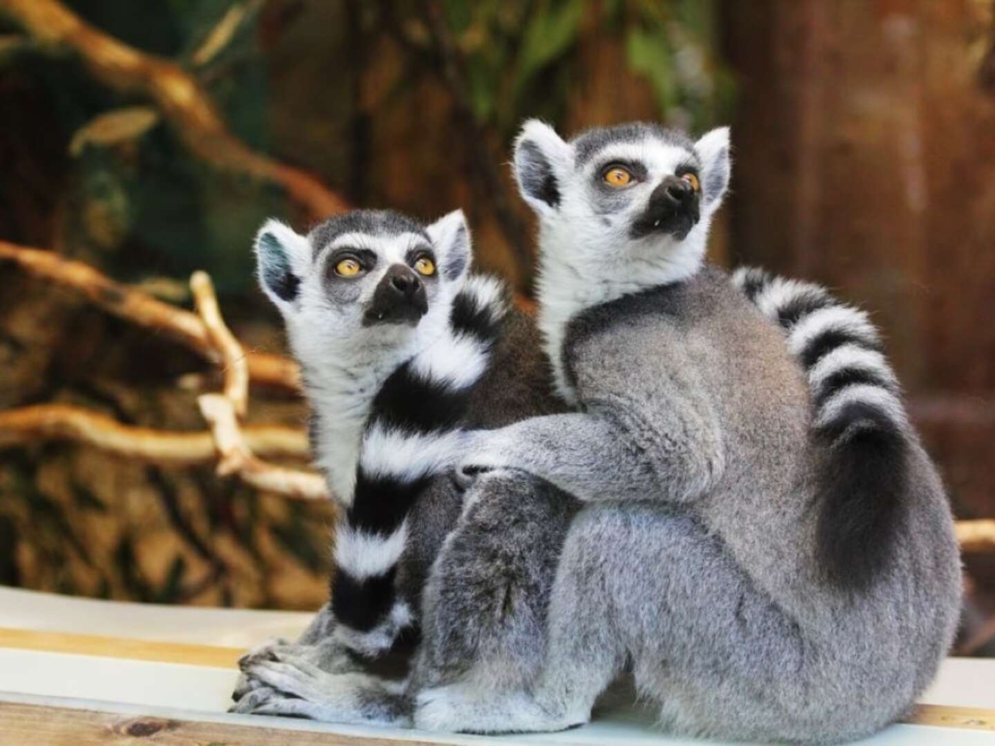 Willkommen im Schweriner Zoo