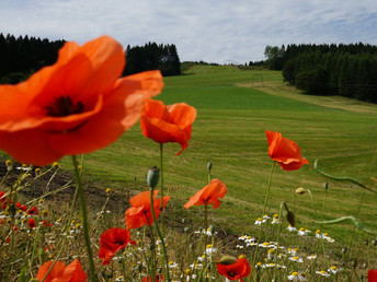 Kleine Auszeit im Land der tausend Berge | 5 Tage Sauerland inkl. Vollpension & Wellness