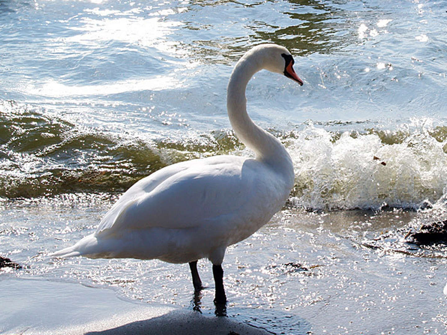 8 Tage Auszeit auf Usedom in Wolgast inkl. Abendessen