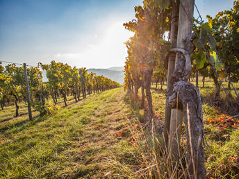 Wandern durch die Weinberge im Remstal bei Stuttgart 3 Tage