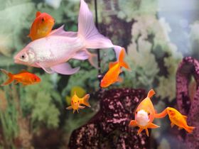 Japanischer Städtetrip in Düsseldorf | 3 Tage Little Tokyo erleben 