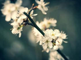 3 Tage Frühling am Usedomer Tropenzoo inkl. Tapas-Dinner im Apartment 