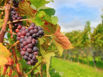 Einfach mal raus - 3 Tage an der Mosel im Herbst