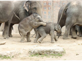 Designhotel & Zoo Leipzig: Babyelefant, Affen und Co. | 4 Tage