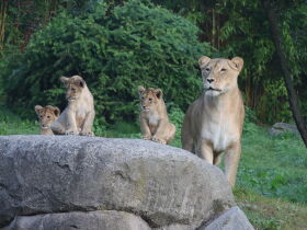 Designhotel & Zoo Leipzig: Babyelefant, Affen und Co. | 4 Tage