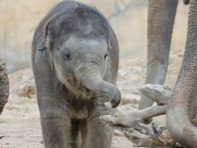 Designhotel & Zoo Leipzig: Babyelefant, Affen und Co. | 4 Tage