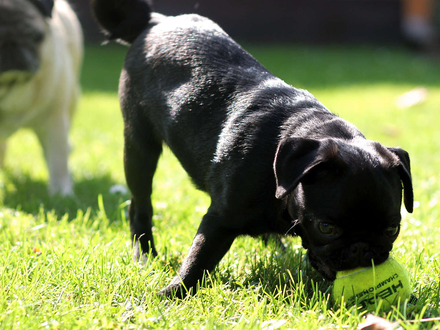 Hund-um sorglos Angebot am Bodensee