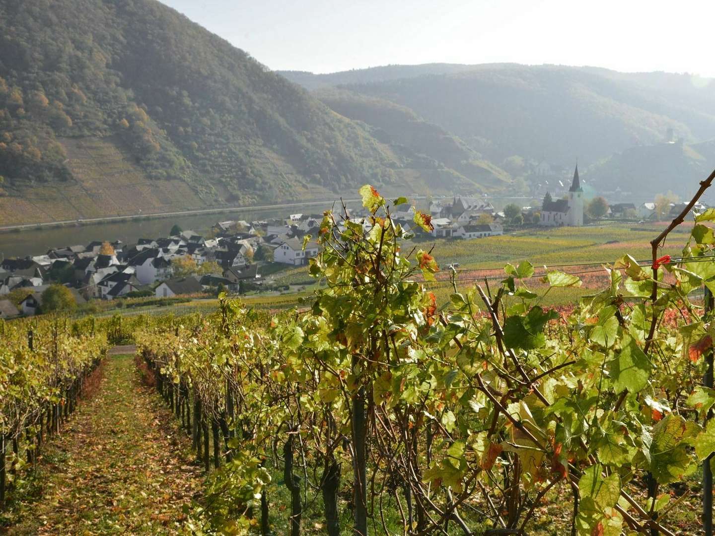 Kurzurlaub beim Winzer an der Mosel inkl. Gästeticket und Weinprobe