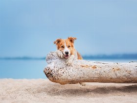 Herrchens & Frauchens mit ihrem Liebling am Ostseestrand - Hundearrangement