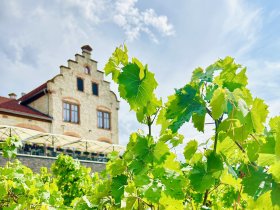 Vino Tage in Rheinhessen inkl. Weinverkostung