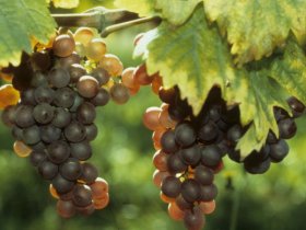 Auf den Spuren König Ludwigs | 3 Tage inkl. HP, Weinprobe & PfalzCard