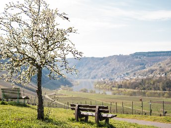 Die Mosel im Frühjahr entdecken | 4 Tage