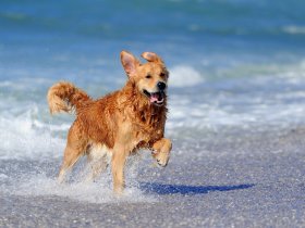 Hundeurlaub an der Seenplatte 4 Tage