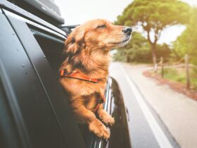 Urlaub mit Hund an der Seenplatte 