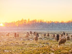 3 Tage Kurzurlaub in Nordfriesland - inkl. Abendessen