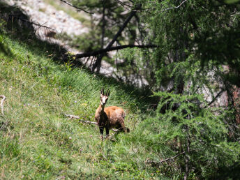 Wanderurlaub im Großarltal im Salzburger Land | 3 Nächte 