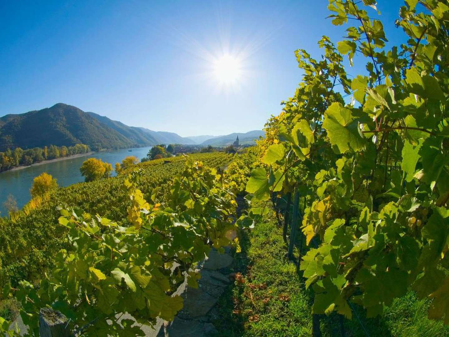 Wine-Weekend Wochenende Kulinarik & Genuss in der Wachau | 2 Nächte  