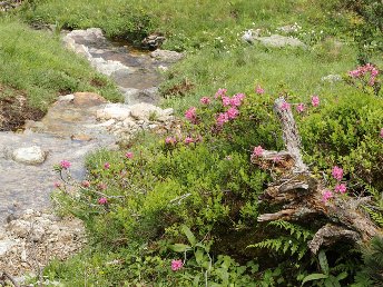 Sommer, Sonne, Berge | 3 Nächte Wanderurlaub bei Schladming inkl. Sommercard für viele Ermäßigungen