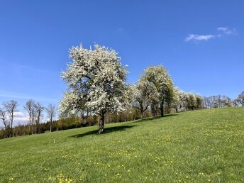 Entspannungsurlaub - Ruhe & Natur im Mostviertel | 2 Nächte