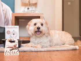 Urlaub mit Hund im Südburgenland | 5 Tage 4 Nächte |inkl. Halbpension | Hundefreundliches Hotel 