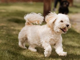 Urlaub mit Hund im Südburgenland | 5 Tage 4 Nächte |inkl. Halbpension | Hundefreundliches Hotel 