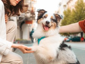 Städtetrip nach Graz mit Ihrem Vierbeiner inkl. Frühstück | ohne zusätzlicher Hundegebühr | 2 Nächte