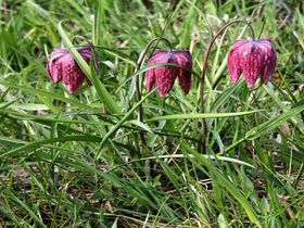 Schachblumentage im Südburgenland 20. März bis 12. April 2026