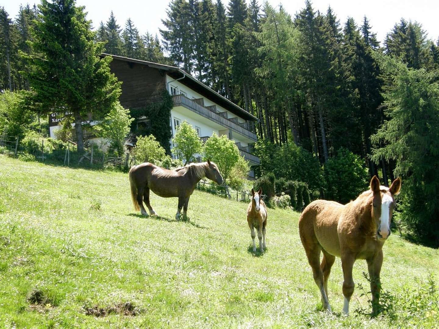 Raus in die Natur - Erholung & Ruhe auf der Alm | 7 Nächte