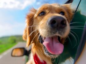 Urlaub mit Ihrem treuen Begleiter im Südburgenland | Ihr Hund nächtigt kostenlos