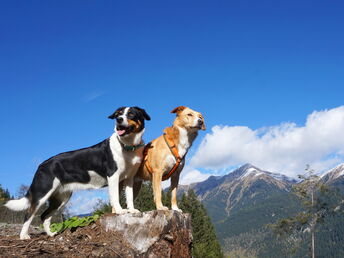 Urlaub mit Hund inkl. Dogsitting in den Gasteiner Bergen | 6 Nächte 