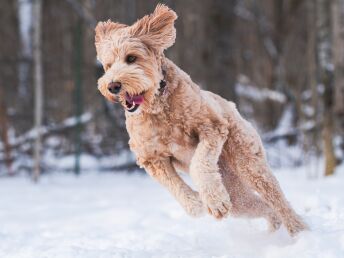 Schneegestöber - Genussurlaub mit Hund im Saalachtal | 3 Nächte