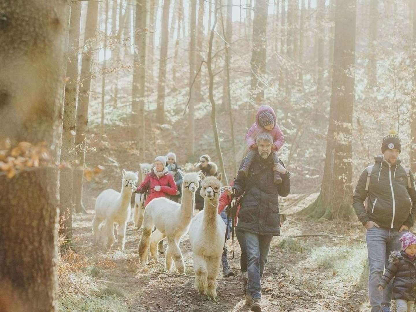 Wandern mit Erlebnisfaktor! | Geführte Alpakawanderung durch das Grazer Schöcklland | 3 Tage