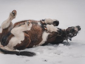 Auszeit in die Natur vom Salzburger Land inkl. Vollpension | 5 Nächte